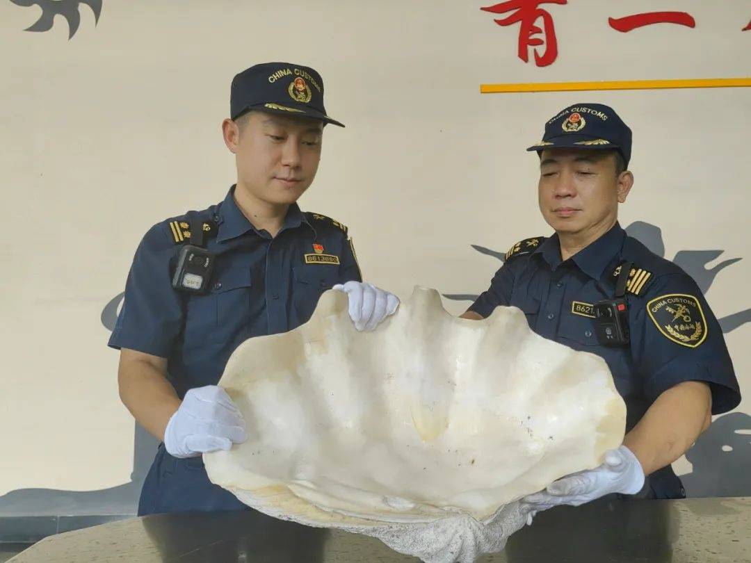 瑞丽海关在一入境小型汽车中查获大砗磲1件，重达15.4公斤，系国家一级保护野生动物