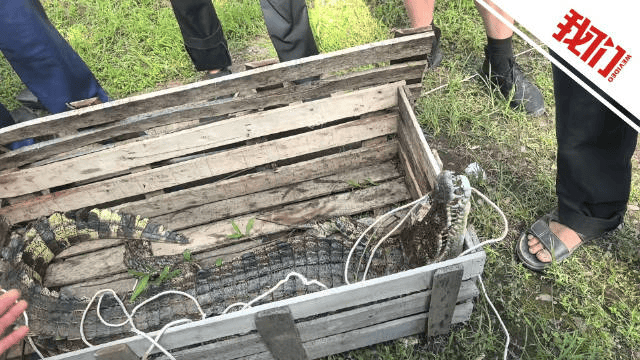 江西一景区多只鳄鱼“越狱”出逃，目击者：看到鳄鱼在现场被击毙，一只大概80斤到100斤；当地回应：已全部控制