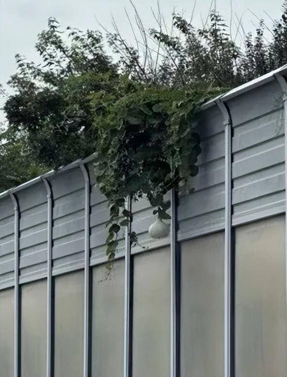 一个葫芦,怎么就惹了众怒?